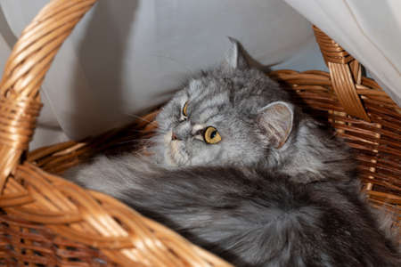 cute gray Scottish long-haired straight cat on a wooden basket liesの写真素材