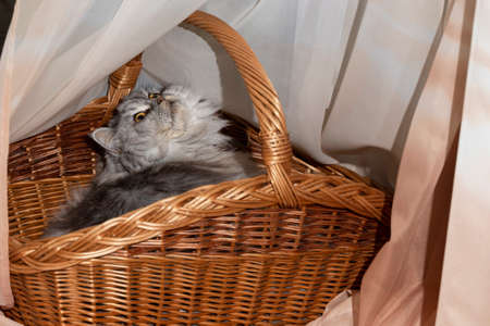 a beautiful fluffy Scottish straight-eared cat is resting in a cat's bed, a cat in a basketの写真素材