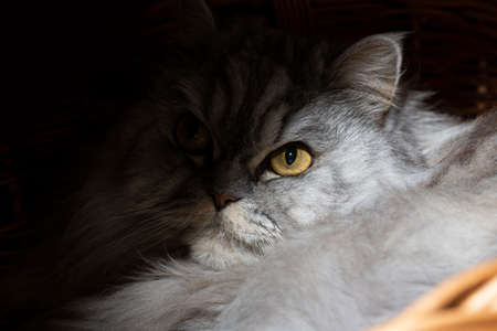 a cute gray cat looks out of the basket. Concept - I'm watching you, I see everythingの写真素材