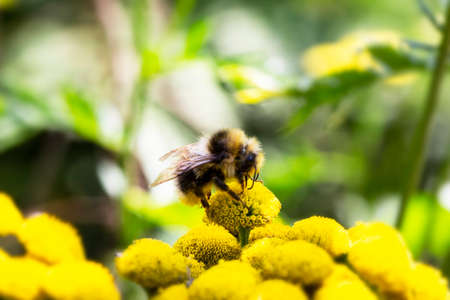 A bumblebee exploring a grass flower Tanacetum vulgare, a honey bee on a yellow flower feeds on nectar in summer and collects honeyの写真素材