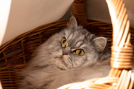 a beautiful fluffy Scottish straight-eared cat is resting in a cat's bed, a cat in a basketの写真素材