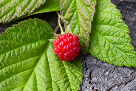 Fresh raspberries on a forest stump. Red forest ripe raspberries and green leavesの写真素材