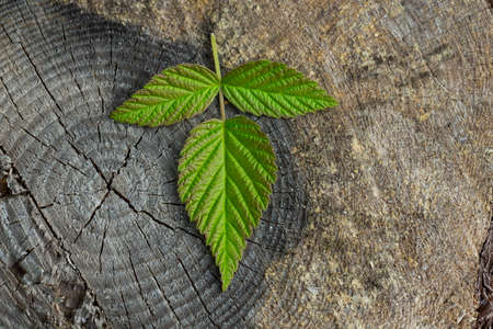 Raspberry leaves on a wooden dark background. Raspberry berry, leavesの写真素材