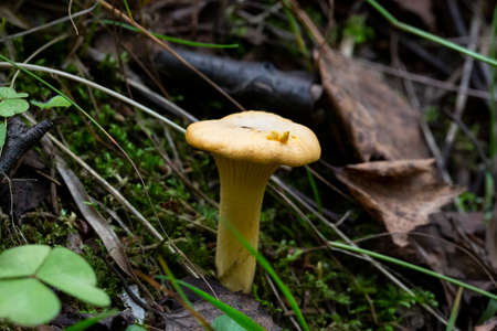 Chanterelle in the grass in forest, autumn, october