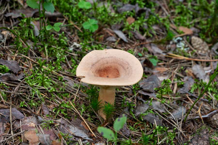 Lactarius helvus, commonly known as fenugreek milkcapの写真素材