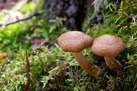 Armillaria mellea, commonly known as honey fungus - a basidiomycete fungus in the genus Armillaria close-up.の写真素材