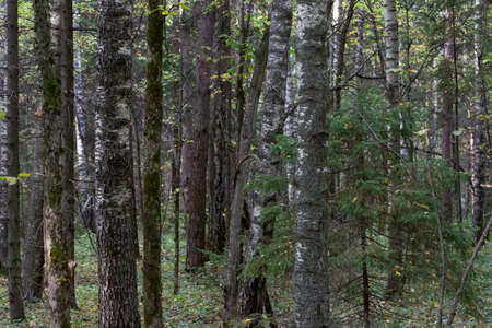 forest of mixed wood species. Trunks of deciduous and coniferous trees in autumn, natural background
