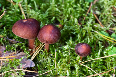 Cortinar webcap mushroom, Cortinarius brunneusの写真素材