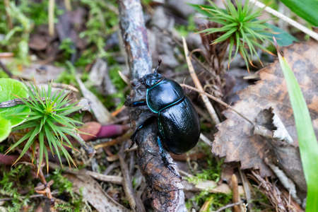 scarab beetle in the forest among the mossの写真素材
