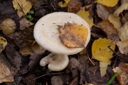 Poisonous Mushroom Clitocybe nebularis. Close View of Edible Mushrooms Because They Contain Toxins. Looks Unique And Beautiful, Grows A Lot On The Ground.の写真素材