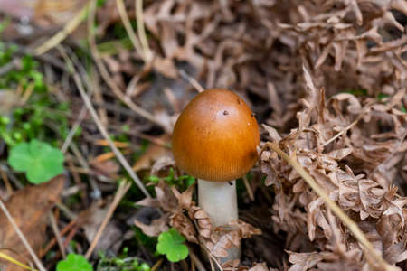 Amanita fulva mushroom, also known as the tawny grisette septemberの写真素材
