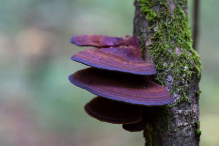 Fungus at a tree. Bracket fungus on tree bark. Fungus on Decaying Wood. Parasitic mushroom polyporus of rich purple color, autumn.の写真素材