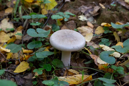 Clitocybe nebularis mushroom in the autumn forest, octoberの写真素材