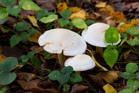 Clitocybe nebularis mushroom in the autumn forest, octoberの写真素材