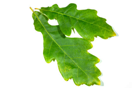 Two Green Oak Leaves - isolated on a white background