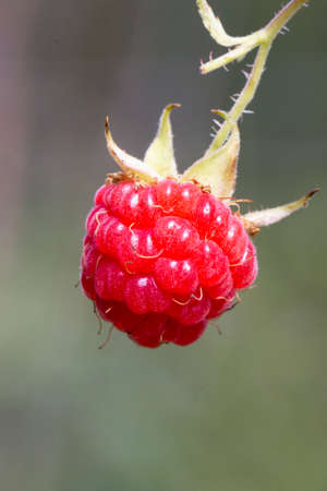 Ripe raspberry in the fruit garden. Raspberry bushes with ripe berries.の写真素材