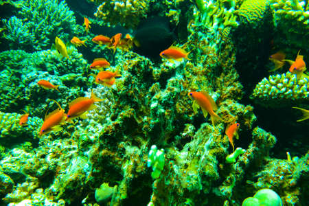Red Sea sea goldie Pseudanthias squamipinnis , also known as the lyretail coralfish, lyretail anthias, and scalefin anthiasの写真素材