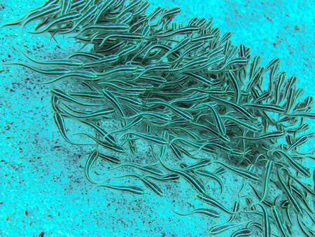 A shoal of striped eel catfish Plotosus lineatus over the sandy seabed near the tropical coral reef marine reserveの写真素材