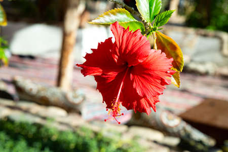 Red hibiscus flower on a green background. In the tropical garden. Sommertimeの写真素材