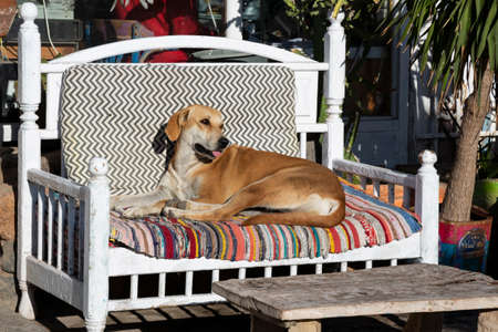 sleepy stray dog lying on a colored sofa outside on a sunny dayの写真素材