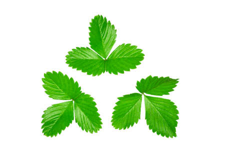 Strawberry leaves isolated on white background. Strawberry leafの写真素材