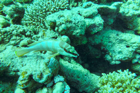 Gobies are fishes of the family Gobiidae