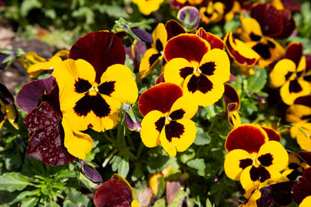 Pansy flowers, close up. Viola tricolor, with dark orange yellow brown petals. Colorful garden pansy blossoms.の写真素材