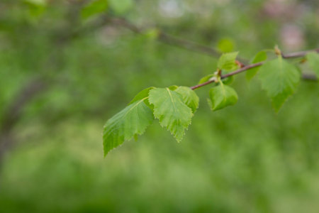 branch of birch tree Betula pendula, silver birch, warty birch, European white birch with green...