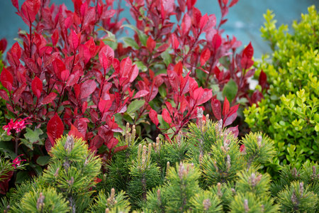 Background image of colorful plants, deciduous shrubs and coniferous tree.の写真素材