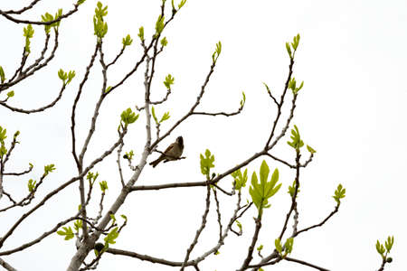 bird observed on a tree in the garden, beautiful female sparrow on a branch, spring, house sparrow,...
