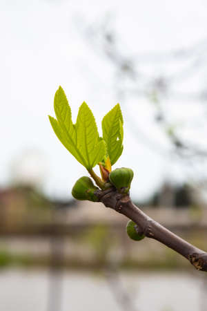 Branches of trees and bushes with buds and first leaves in springの写真素材
