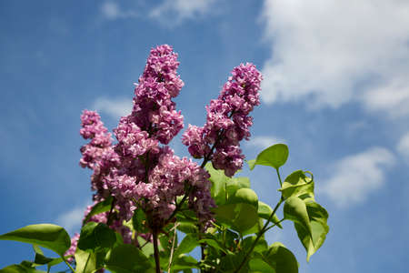 Bush blooming lilac, varieties Syringa vulgaris, with green leaves in the gardenの写真素材