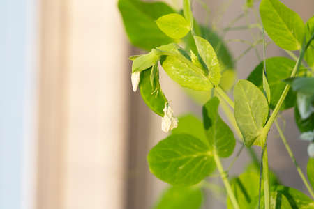 Pea plant and pea pods in the garden. Growing vegetables, gardening at home.の写真素材
