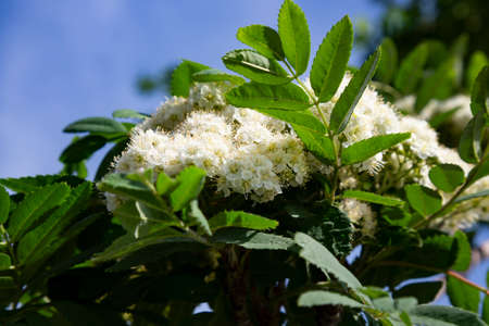White Rowan or Mountain-ash Sorbus aucuparia flowers among green leaves. Rowan inflorescence.の写真素材