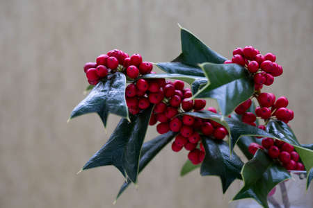 Red fruits of Chinese holly or Ilex cornuta in Japanese winterの写真素材