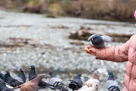 rock pigeon Columba livia eating from childs hand