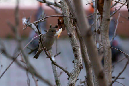 A little grey hungry house sparrow found a piece of bread