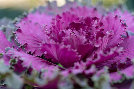 Fresh violet Cabbage brassica oleracea plant leaves