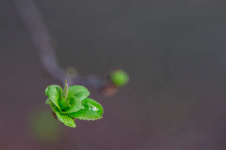 Branches of trees and bushes with buds and first leaves in spring, on a blurry background
