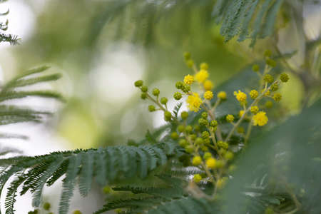 A mimosa tree with bunches of its fluffy delicate flowers and buds at the beginning of flowering in...
