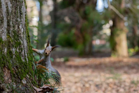 Funny fluffy squirrel with nut in teeth on a ground covered with colorful leaves on magical autumn background.の写真素材