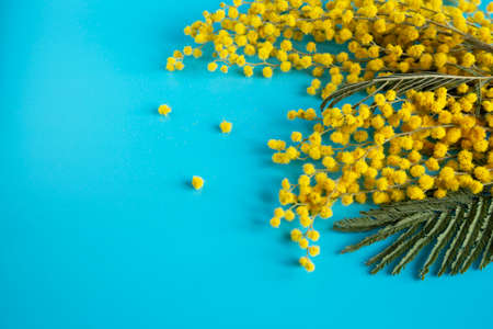 Close-up of a branch of a beautiful mimosa flower on a blue background. Yellow round balls of silver acacia, flowers of Womens Day on March 8.の写真素材
