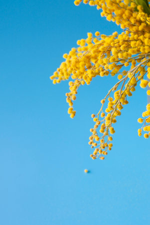 Mimosa flowers bouquet on a blue background. Easter, Mothers Day, Womens day concept. Copy space for textの写真素材