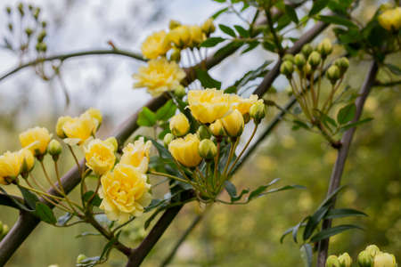 close-up Lady Banks rose, just Banks rose or Rosa banksiae, small light yellow inflorescences of roses and buds, April, springの写真素材