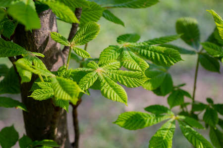 Exploding bud during spring time. First spring buds on branch, close-up image. Green leaves on chestnut tree branchの写真素材