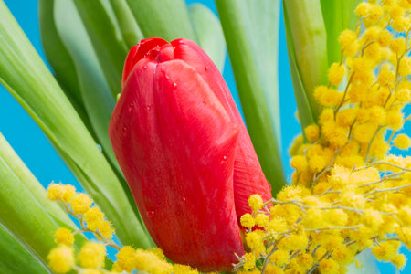 red and yellow tulips and yellow mimosa on a blue backgroundの写真素材