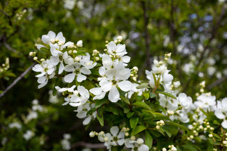 Pearlbush The Bride Exochorda x macrantha in park the so-called pearl white flowers on a green backgroundの写真素材