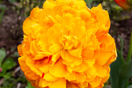 close-up Orange peony-flowered Double Late tulips Tulipa Double Beauty of Apeldoorn bloom in a...