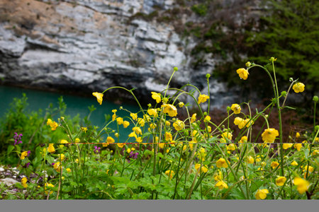 Yellow flowers branch on green grass background. Ranunculus acris, meadow buttercup