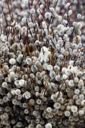Sprig of willow on white plaster texture wall. Willow seals, fluffy buds. Happy Easter